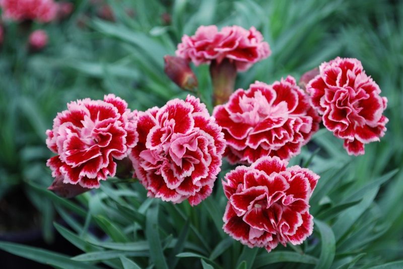 Top 10 Flores de Inverno Mais Bonitas do Mundo para Cultivar