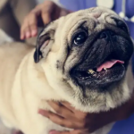 Pug no Veterinário