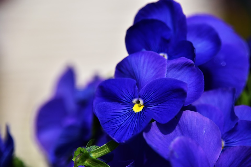 Flor Amor Perfeito Azul: Característica, Nome Científico e Fotos