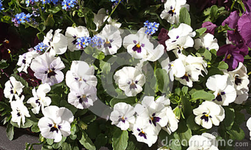 Flor Amor Perfeito Branca: Características, Nome Científico e Fotos