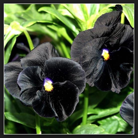 Flor Amor Perfeito Preta: Características, Nome Cientifico e Fotos