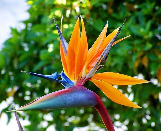 Flor Ave do Paraíso – Curiosidades e Fatos Interessantes Sobre Ela