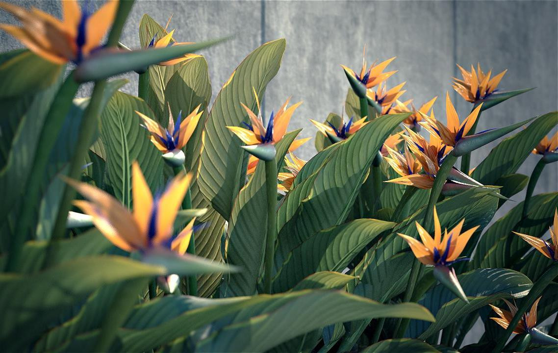 Flor Ave do Paraíso: Significado, Onde Encontrar e Imagens