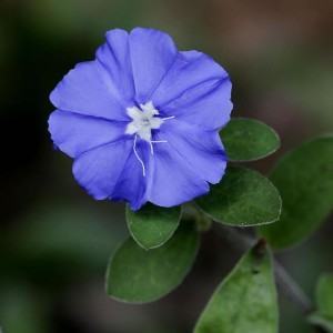 Tudo Sobre a Flor Azulzinha: Características, Nome Cientifico e Fotos