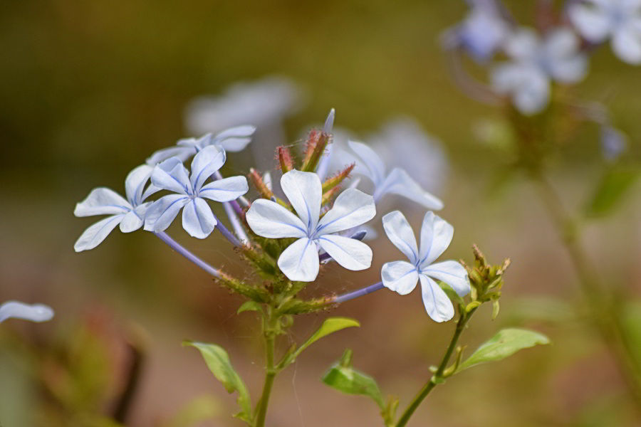 Flor de Plumbago: Para que Serve a Planta? Fotos e Como Cultivar