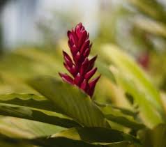 Jardim com Alpínia: Ideias de Como Montar e Fotos de Jardins Belos