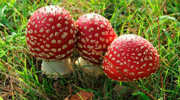 Qual a Importância Dos Fungos Para o Homem e Para o Meio-Ambiente?