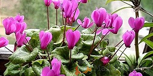 Ciclame Curiosidades e Fatos Interessantes Sobre a Planta