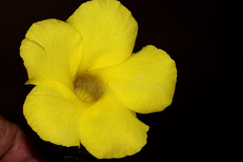 Alamanda Branca ou Amarela: Nome Cientifico, Cuidados e Fotos