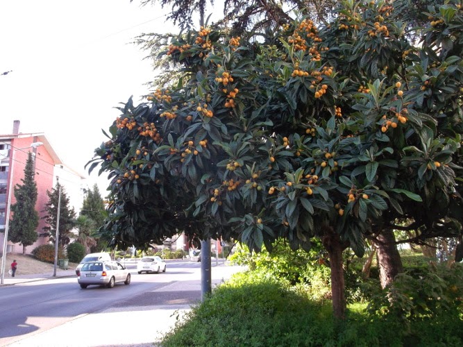 Árvore Nespereira: Folhas, Frutos, Raiz, Tronco, Galho e Fotos 