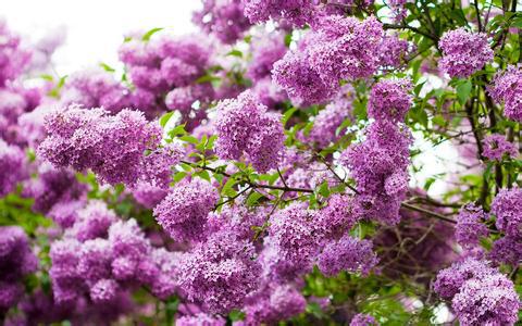Syringa Lilas: Reino, Classe, Ordem, Família e Gênero