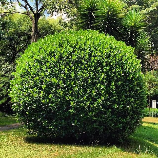Clusia Fluminensis: Características, Nome Cientifico, Mudas e Fotos