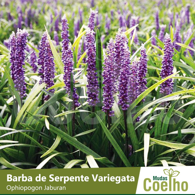 Barba de Serpente: Preço, Diâmetro e Jardim Vertical Com Fotos
