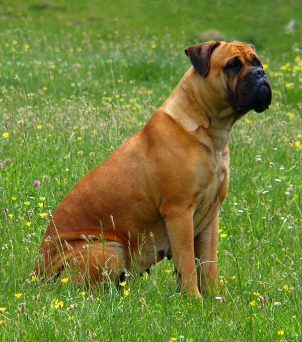 Top 5 Canis de Bullmastiff no Brasil Para Comprar Com Segurança