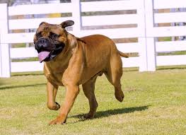 Qual o Valor do Bullmastiff? Quanto Custa? Como Adotar Um?