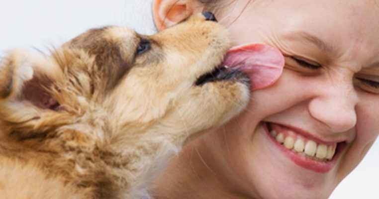 O que Quer Dizer Quando o Cachorro Lambe?