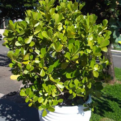 Clusia Variegata: Características, Nome Científico, Mudas e Fotos