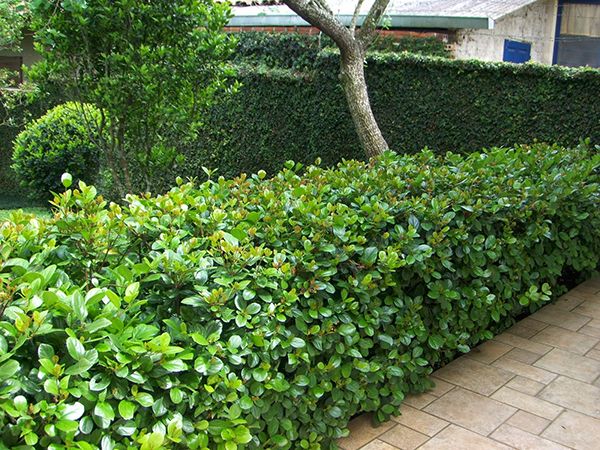 Como Fazer a Clusia Florir? Passo a Passo de Como Acelerar