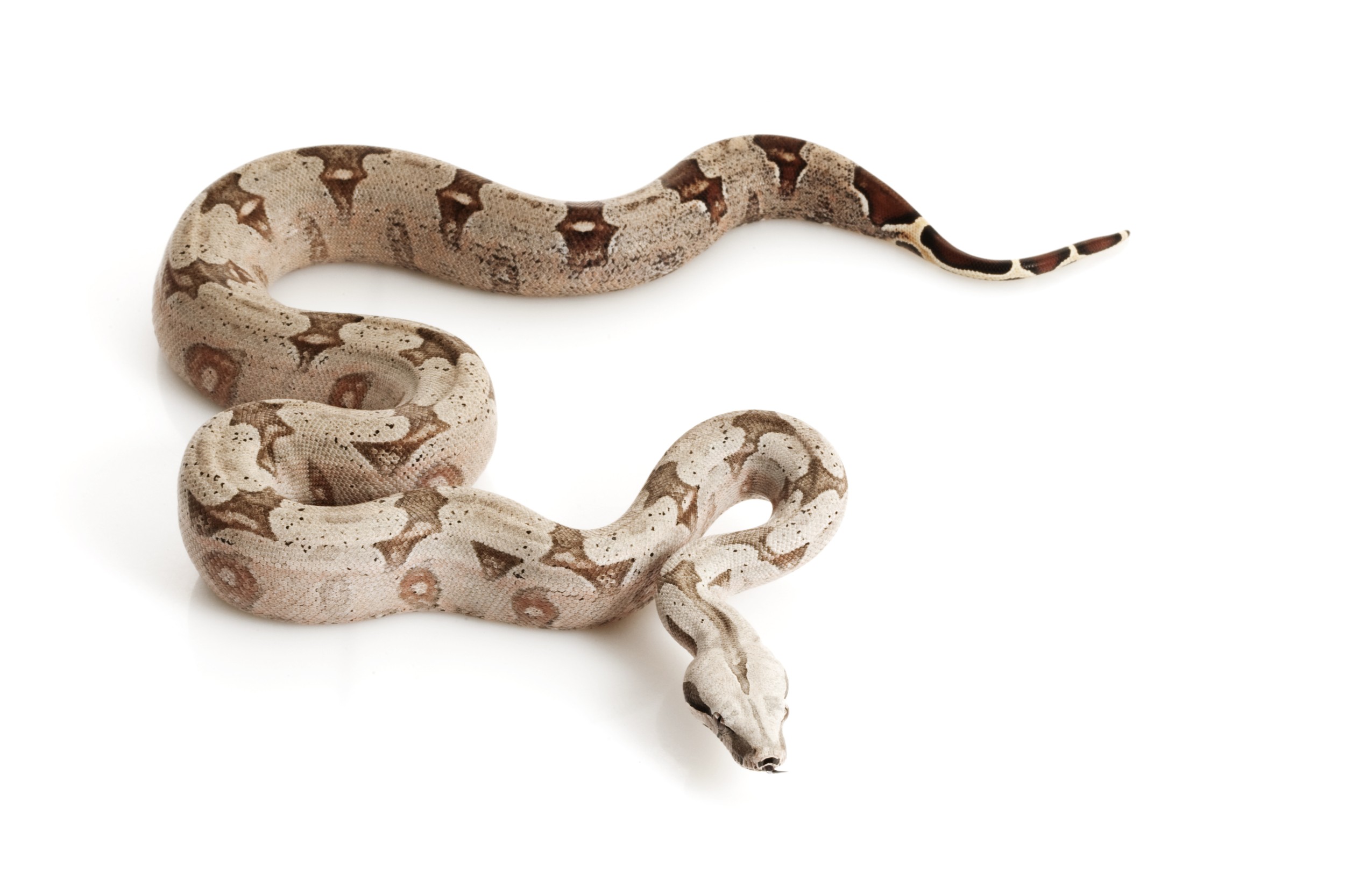 Cobra Boa Imperator: Características, Nome Cientifico E Fotos