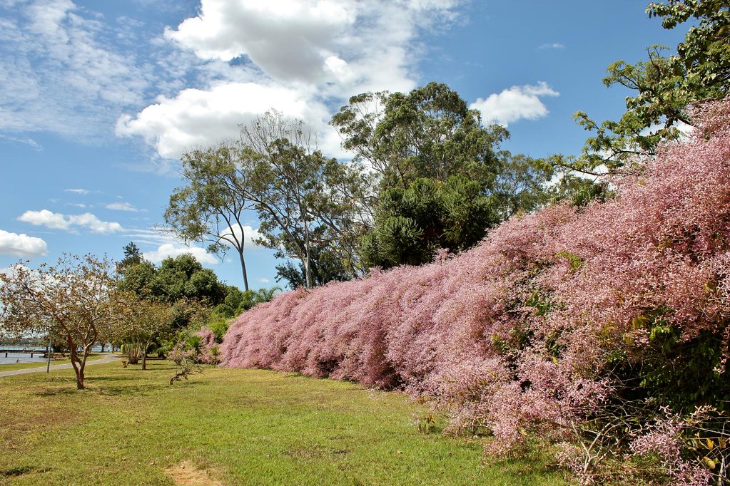 História da Flor Congeia, Origem da Planta e Estaquia