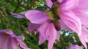 Flor Dalia Dahlia Imperialis: Características, Nome Cientifico e Fotos