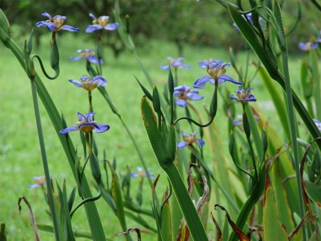 Tudo Sobre a Flor Falsa Íris: Características, Nome Científico e Fotos