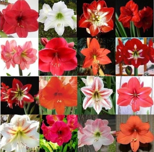 Flor Amarílis Branca: Existe? Como Cuidar, Bulbo e Fotos