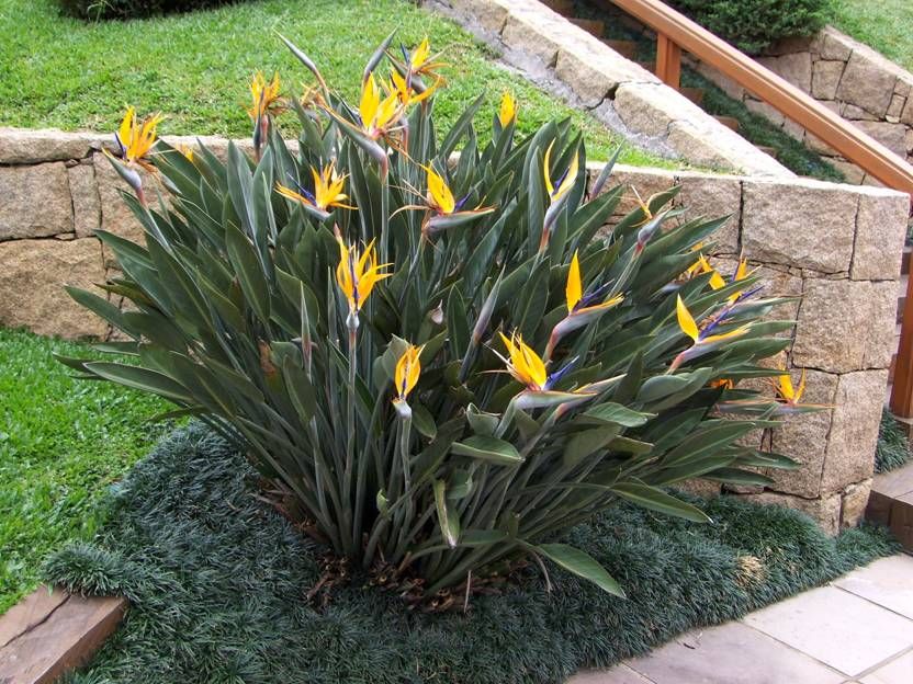 Planta Ave-do-Paraíso (Strelitzia reginae): Preço e Informações