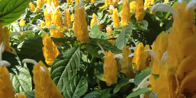 Tudo Sobre a Flor Camarão: Características, Nome Científico e Fotos