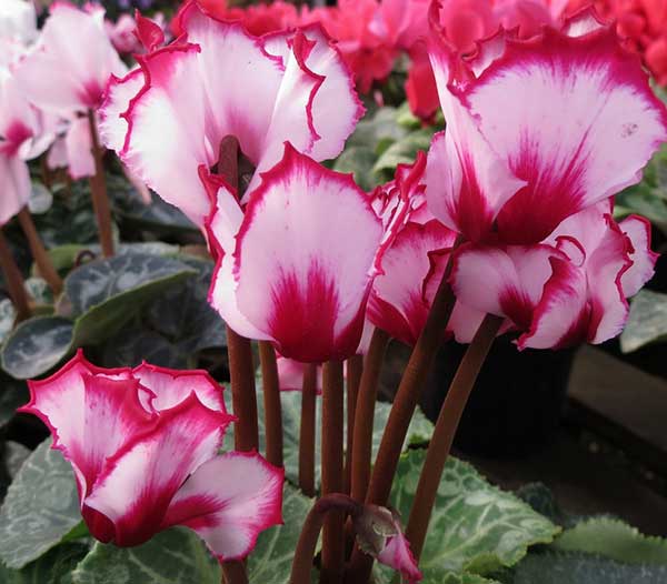 História da Flor Ciclame e Origem da Planta