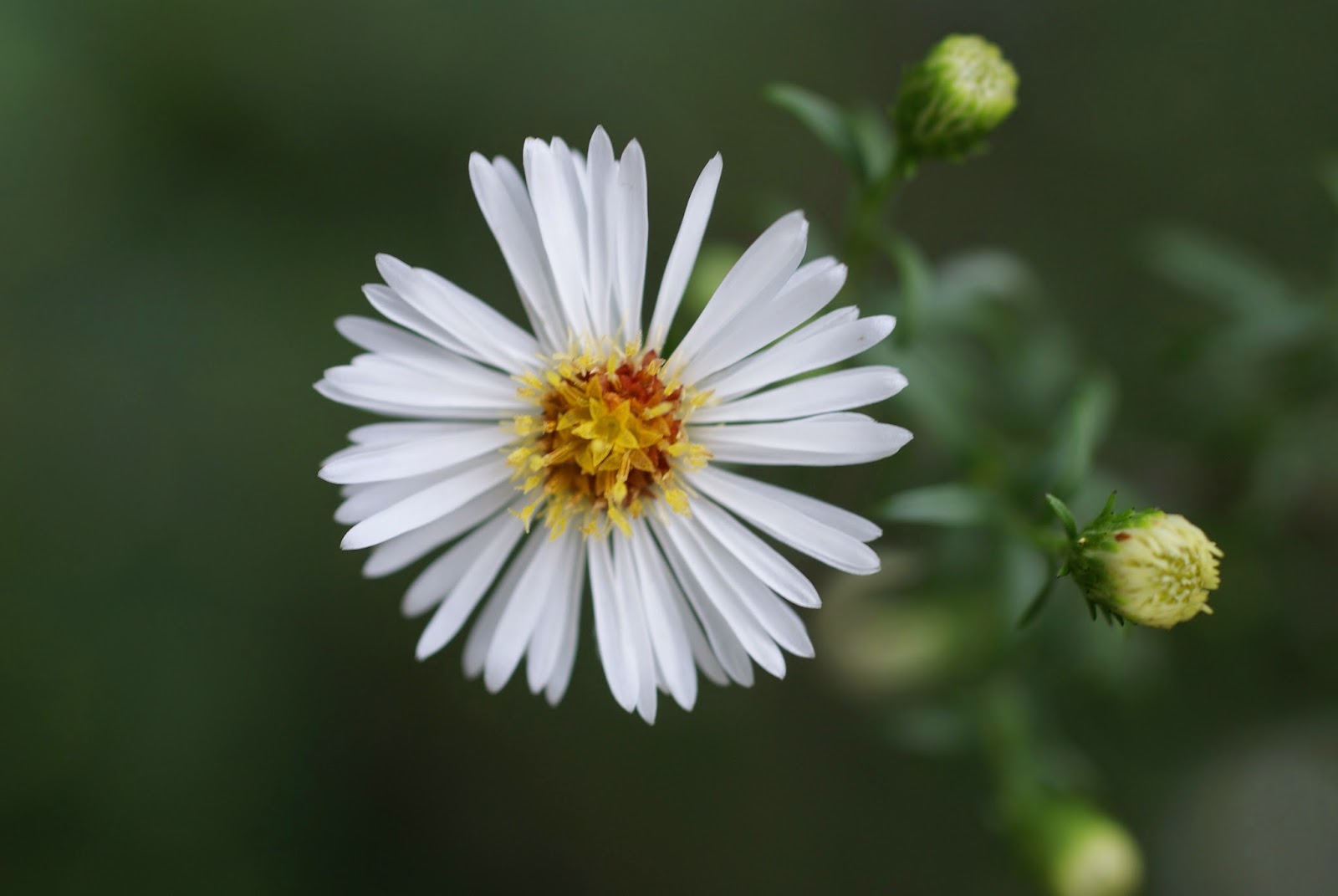 Flor Áster: Características, Como Plantar e Nome Científico