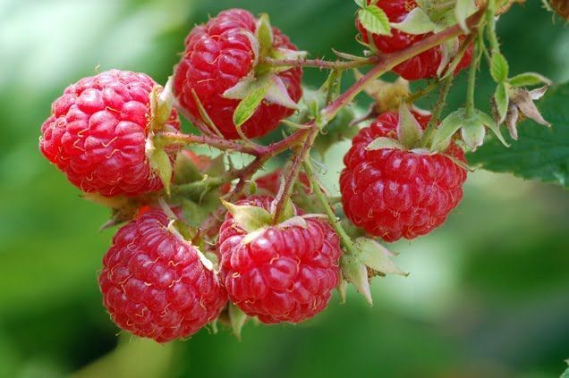 Como Podar Framboesa, Cultivar, Colher e Fazer Mudas