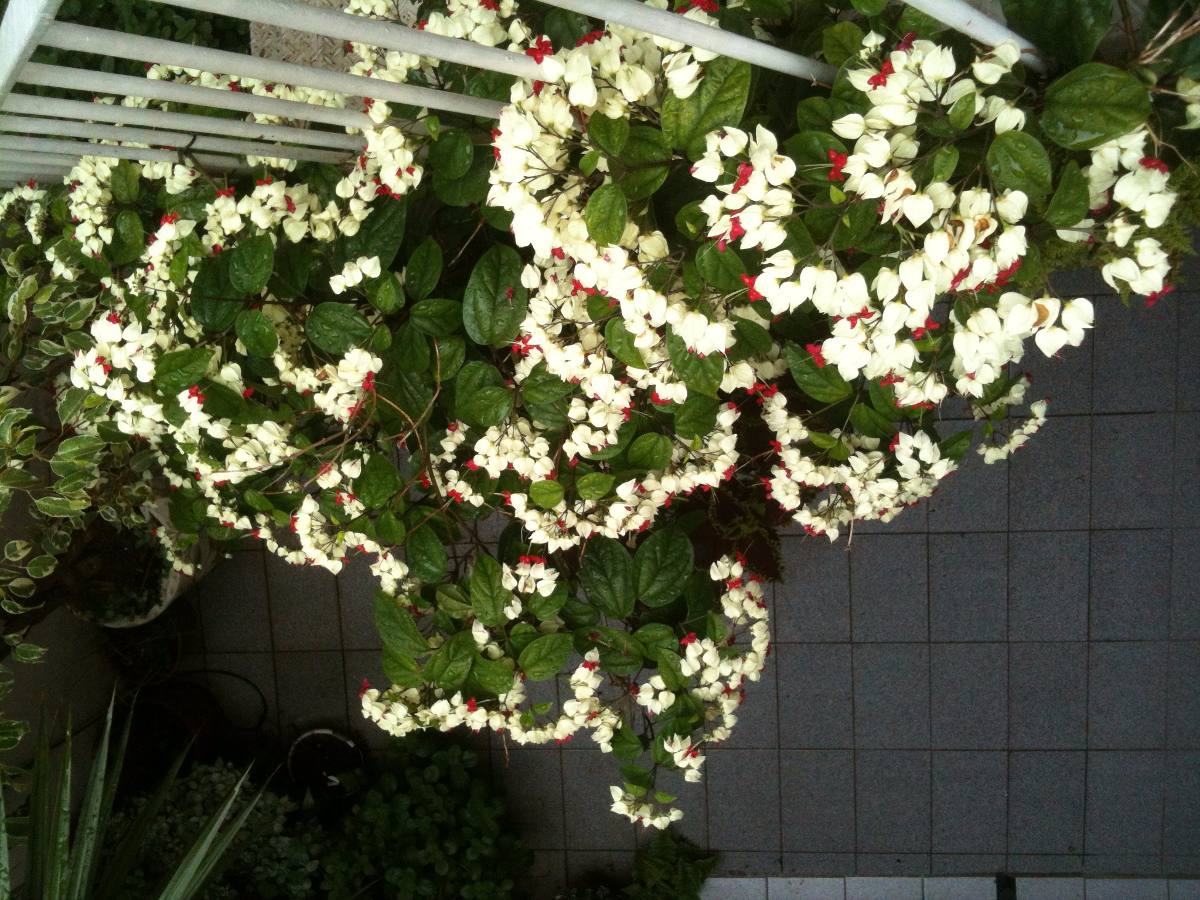 Planta Lágrima De Cristo Pergolado: Jardins E Fotos