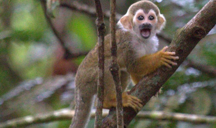 Macaco de Cheiro: Características, Nome Científico e Fotos
