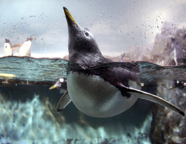 Como Os Pinguins Respiram? Sistema Respiratório Do Pinguim