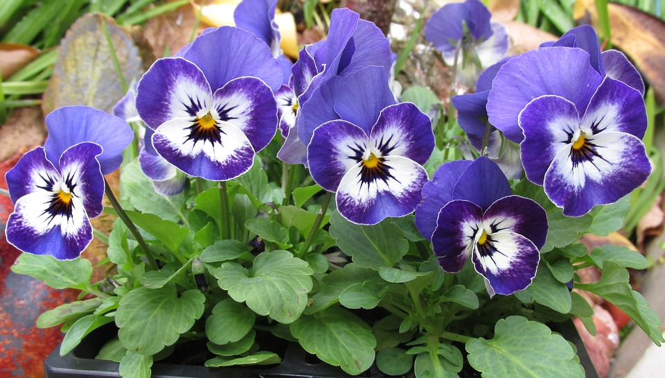 Planta Amor-Perfeito: Para que Serve? Quais os Seus Usos?