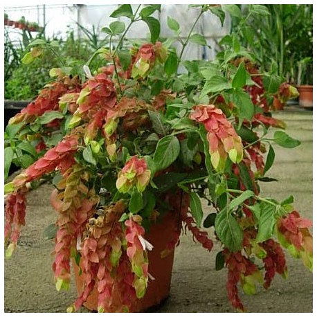 Planta Camarão Gigante: Onde Encontrar, Características E Fotos
