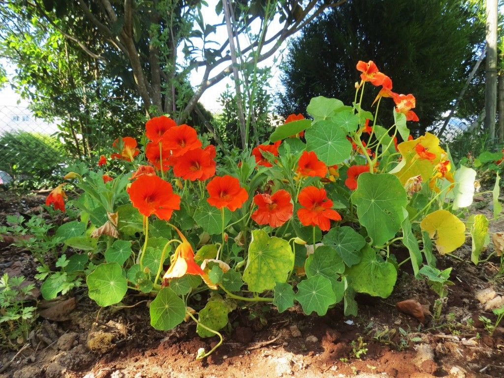 Flor de Chagas: Curiosidades e Fatos Interessantes Sobre a Planta