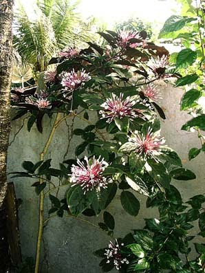 Pé de Cotonete: Caule, Folhas, Flores, Raiz e Imagens