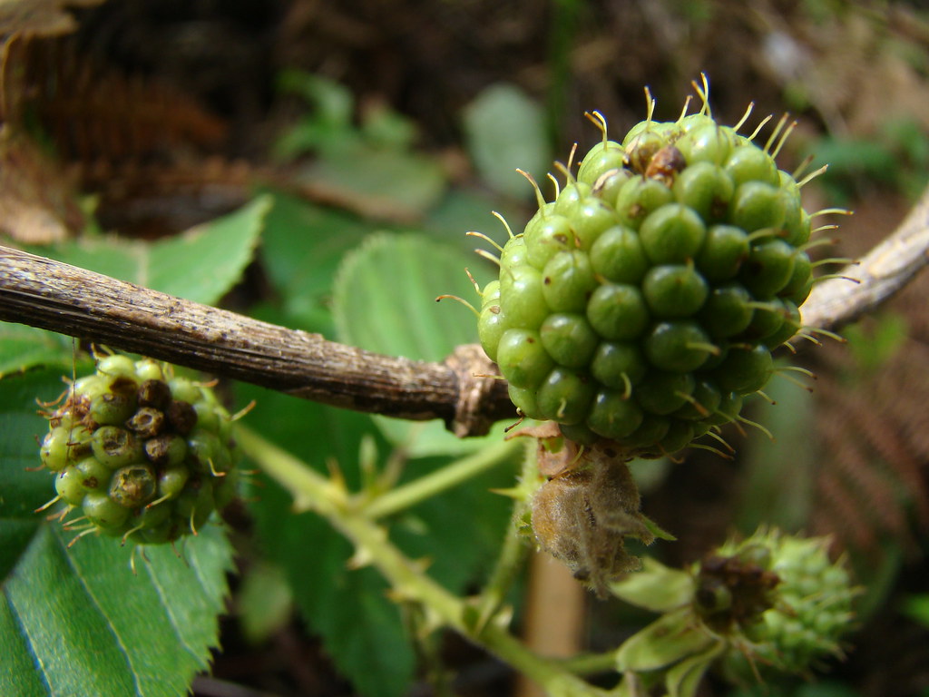 Amora Verde do Mato (Silvestre): Benefícios e Fotos