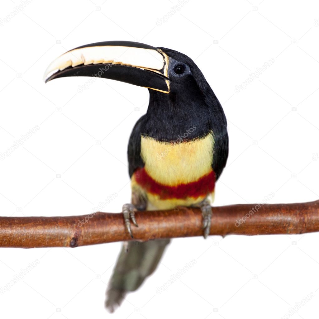 Araçari-de-Pescoço-Preto: Características, Nome Cientifico e Fotos