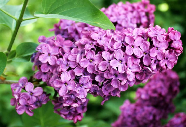 Asessippi Lilás: Curiosidades e Fatos Interessantes Sobre a Flor