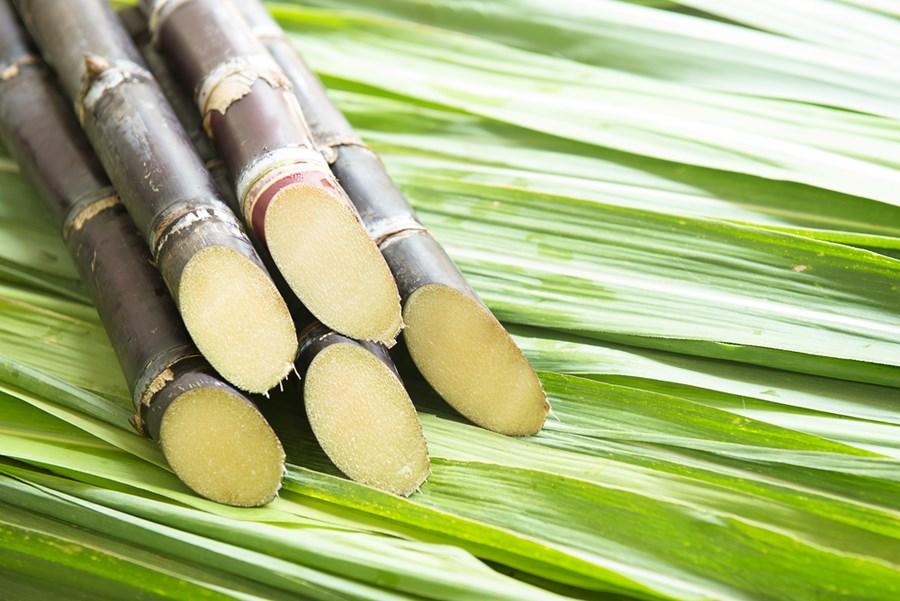 Como Colher A Cana-De-Açúcar? Qual A Melhor Forma?