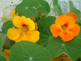 Como Plantar a Capuchinha, Cultivar, Podar e Fazer Mudas?