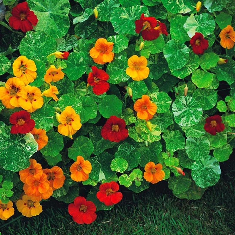 Historia da Capuchinha, Origem da Planta e Significado