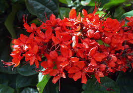Clerodendro-Vermelho: Características, Nome Cientifico e Fotos
