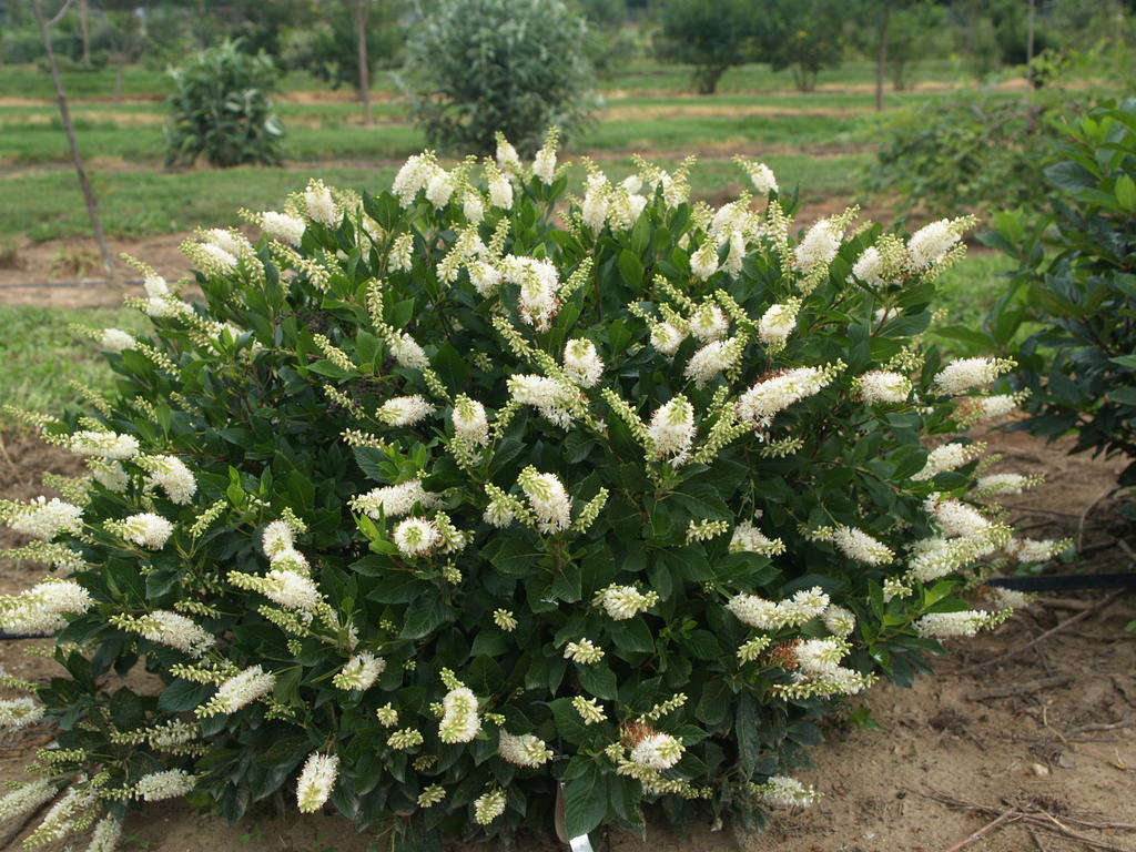 Clethra Alnifolia: Como Plantar, Cultivar, Fazer Mudas e Imagens