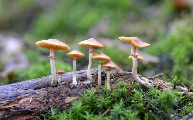 Qual é o Nome do Cogumelo Alucinógeno?