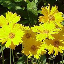 Coreopsis Lanceolata Nome Popular, Como Podar e Imagens
