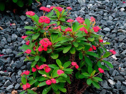 Qual a Planta Mais Venenosa do Brasil?